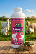 Big Bakra Female (500 ml)