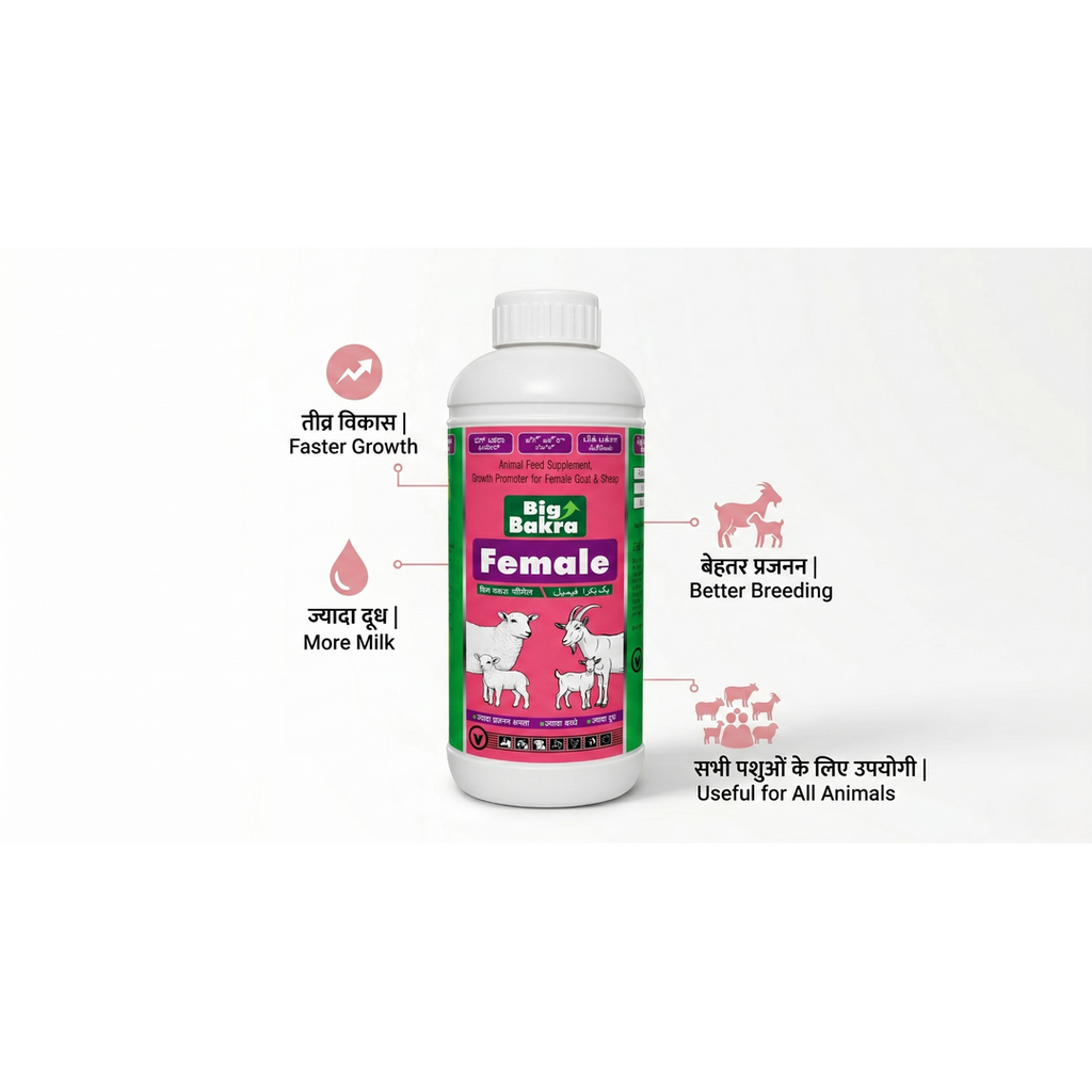 Big Bakra Female (500 ml)