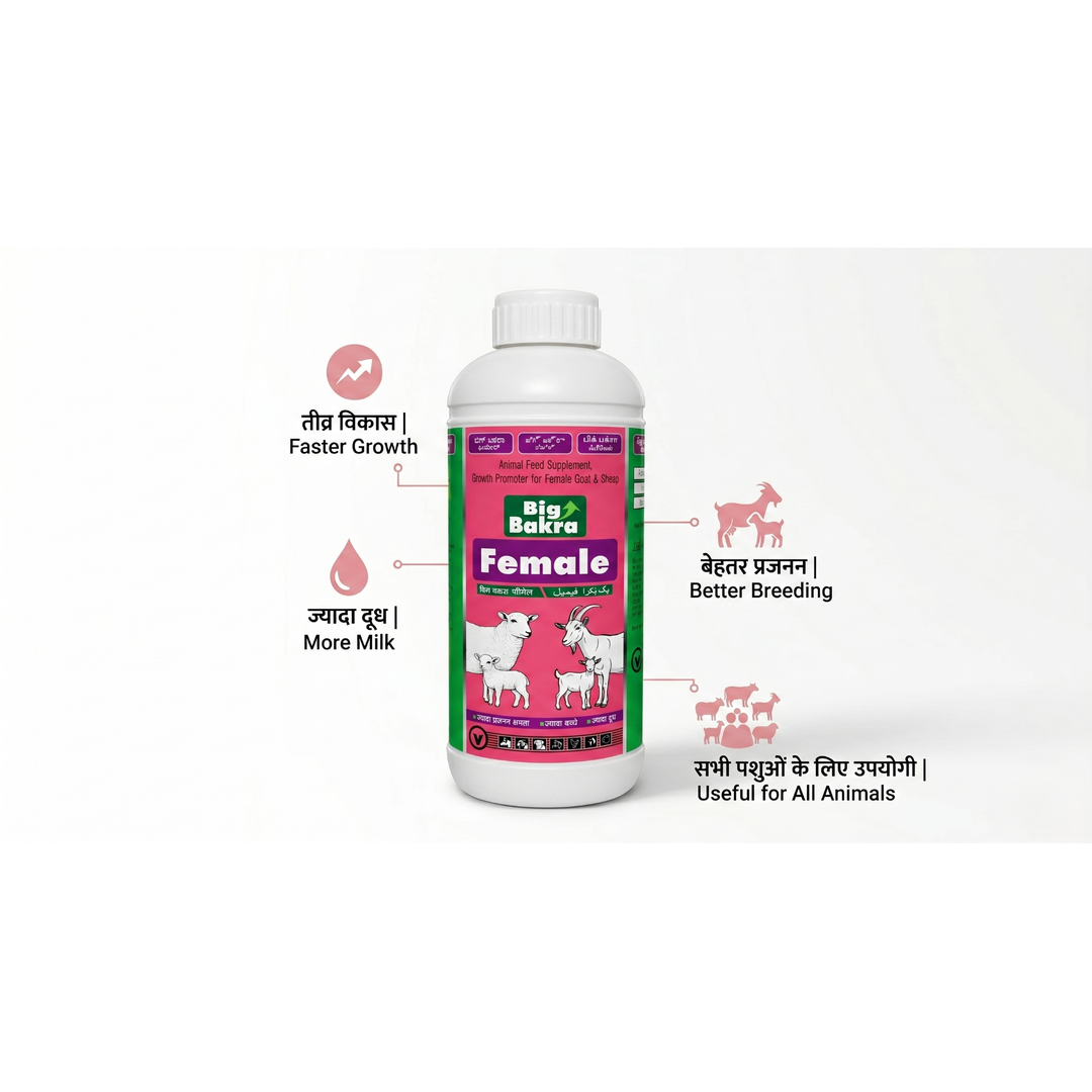Big Bakra Female (500 ml)