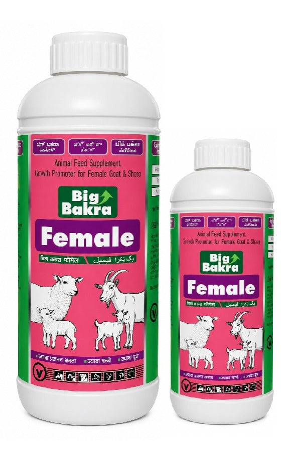 Big Bakra Female (500 ml)
